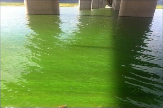 ภาพจาก: http://scitechdaily.com/south-korean-rivers-hit-by-algal-blooms-dam-project-blamed/