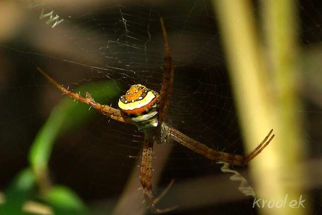 แมงมุมนุ่งซิ่นหลากสี Argiope versicolor รึเปล่าครับ