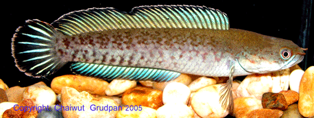 Channa sp. Assam