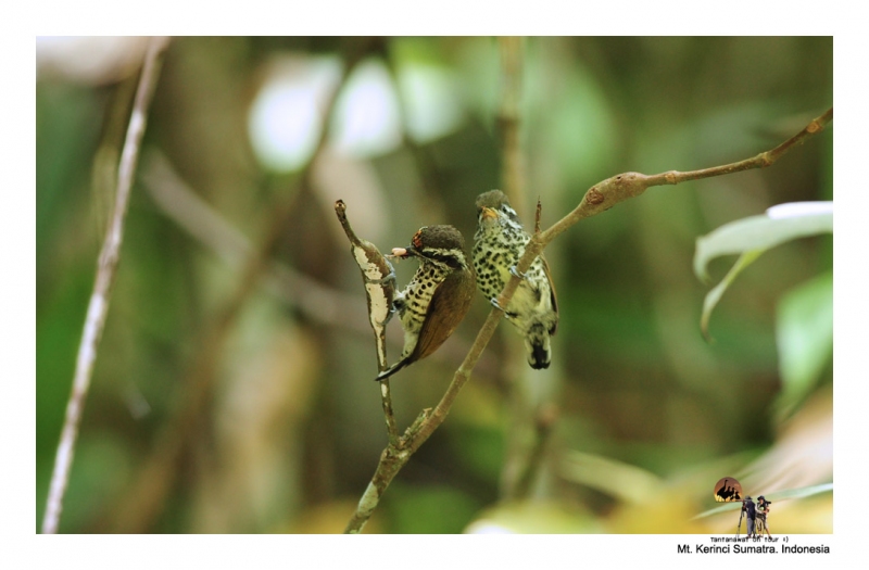 speckled-piculet_1.jpg