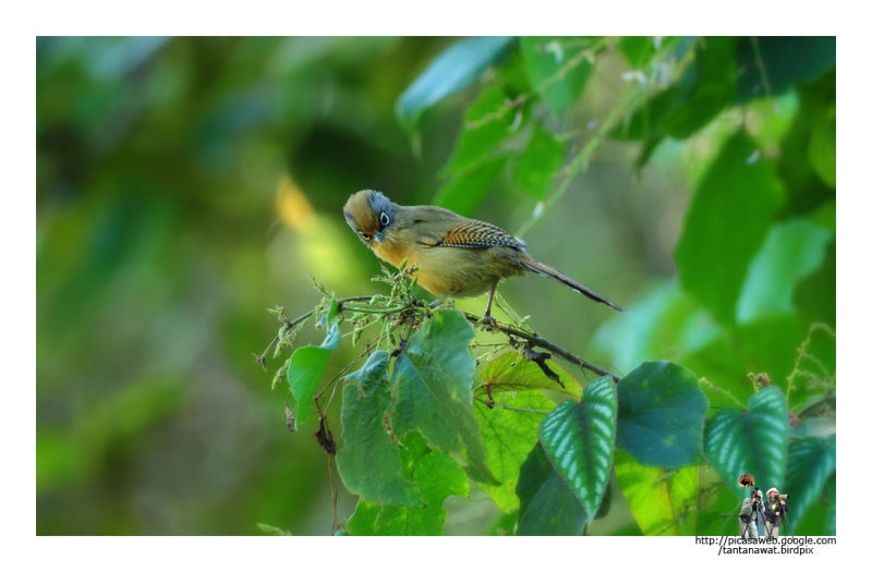 spectacled-barwing