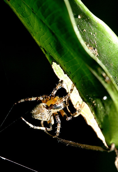 spider1.jpg