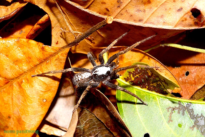 Wondering spider ชนิดใด?