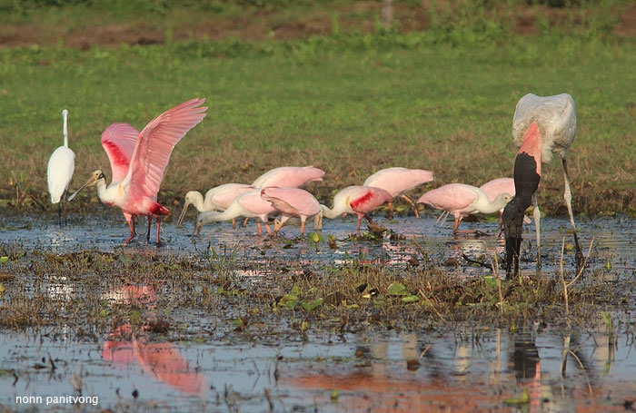 Jabiru (Jabiru mycteria) หากินอยู่ร่วมกับ   Roseate spoonbill (Ajaja ajaja) 