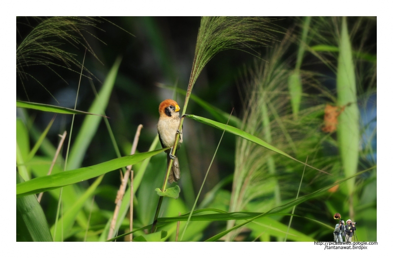 spot-breasted-parrotbill