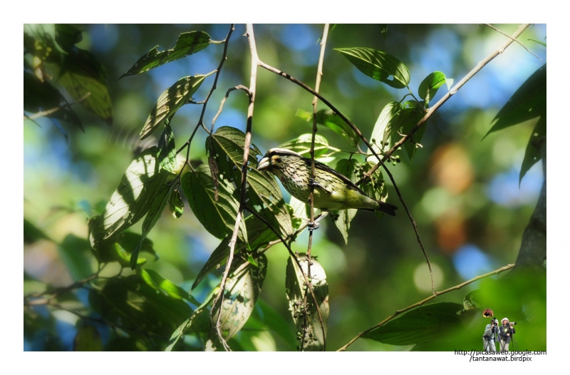 spot-winged-grosbeak