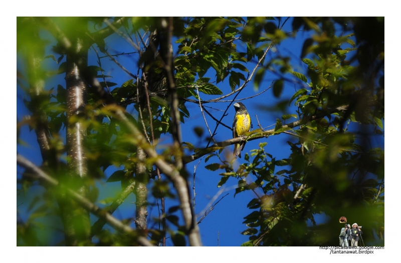 spot-winged-grosbeak