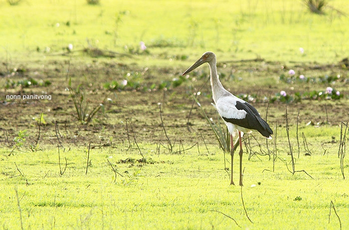 Maguari Stork (Ciconia maguari) 