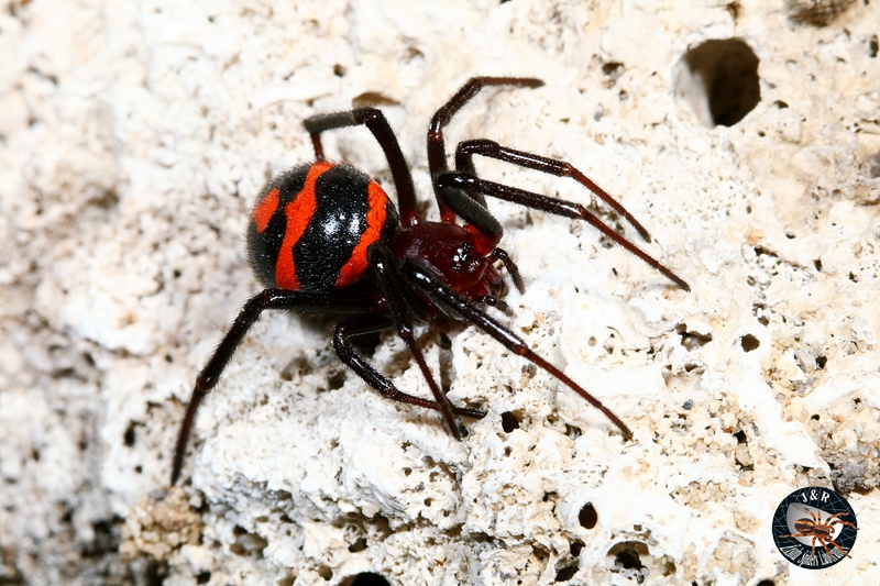 แมงมุมสกุล Steatoda ซึ่งมีรูปร่างและสีสันคล้ายแมงมุมแม่ม่าย