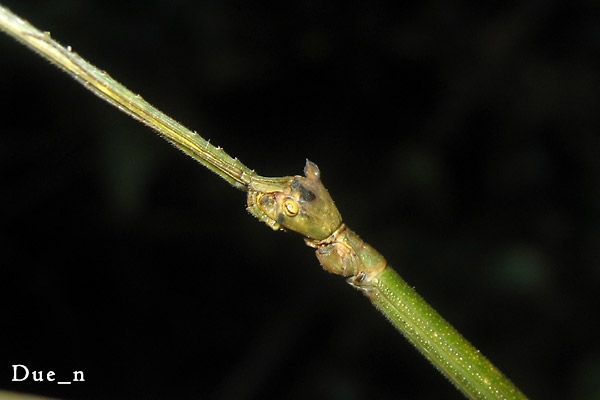 stick-insect.jpg