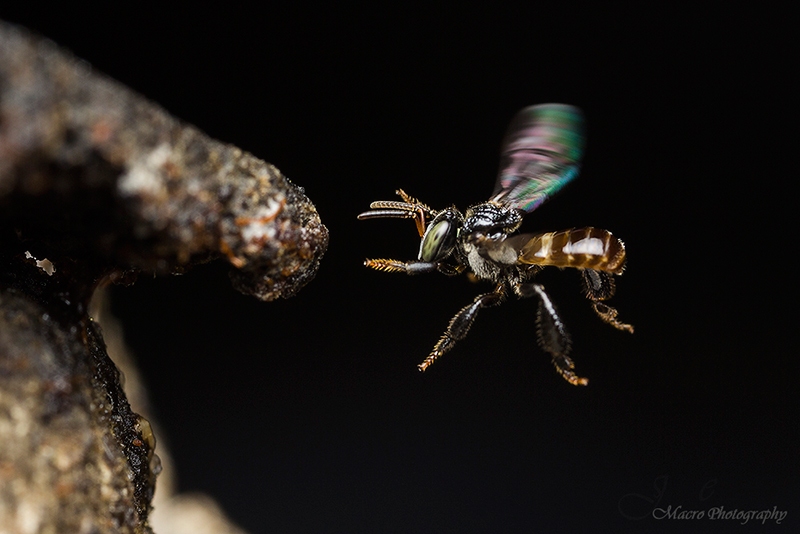 stingless-bee2.jpg