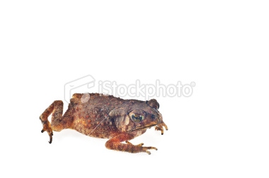 stock-photo-17794421-toad.jpg
