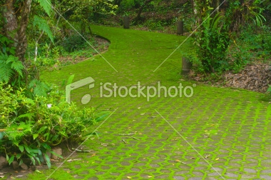 stock-photo-18026117-moss-in-the-garden.jpg