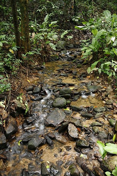 ลำธารตามสภาพธรรมชาติ