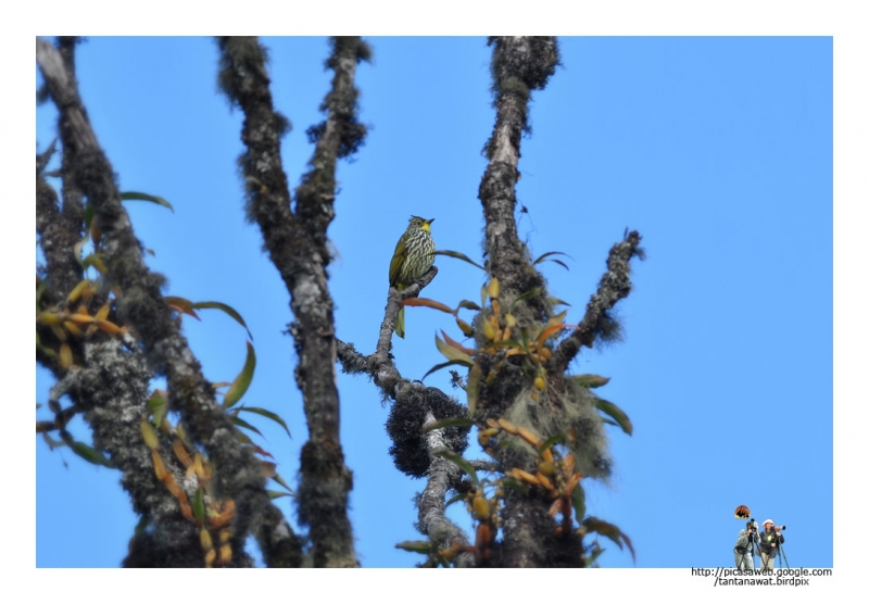 striated-bulbul