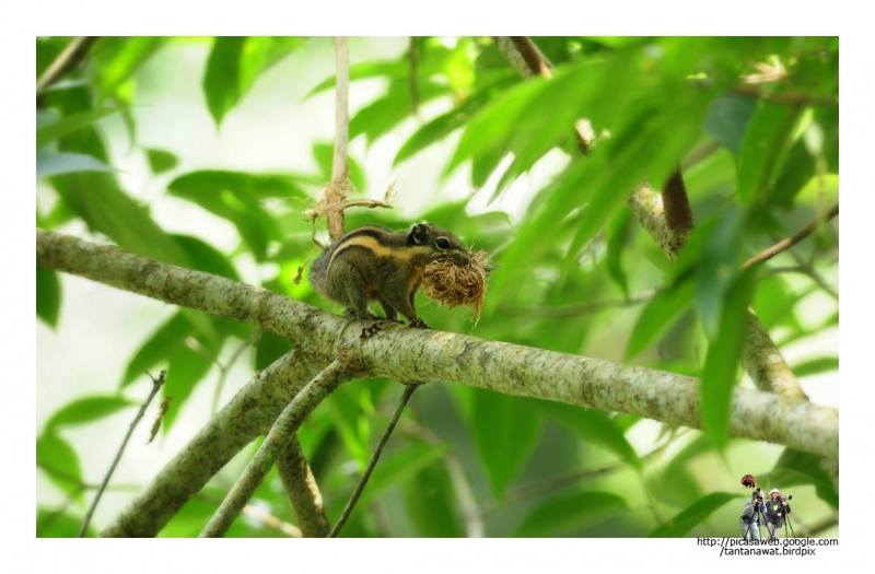 striped-squirrel