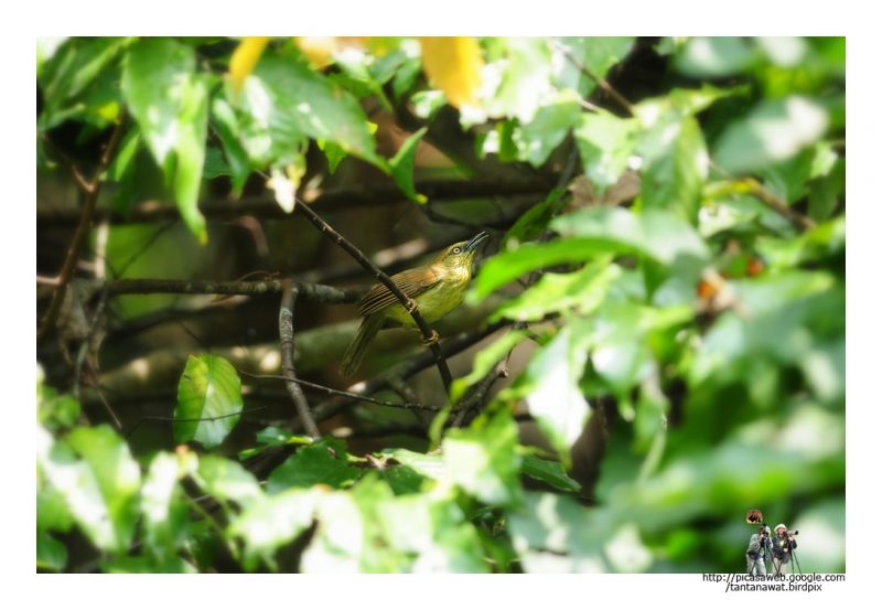 striped-tit-babbler