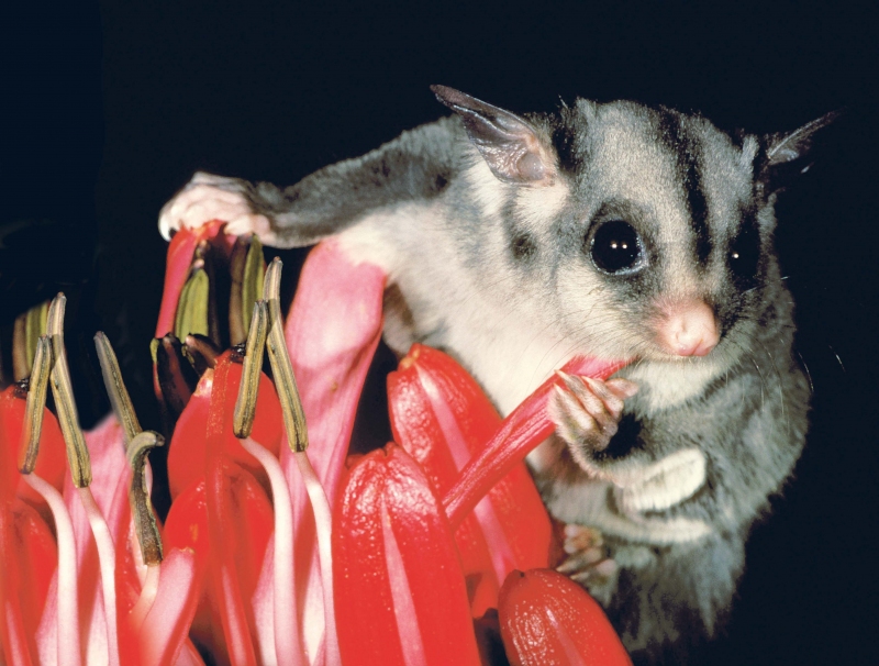 Sugar Glider (Petaurus breviceps) ในถิ่นอาศัยตามธรรมชาติ เช่นเดียวกับสัตว์ป่าตัวอื่นๆ ที่ถูกพรากออกมาจากป่า พวกมันมีประโยชน์ต่อการดำรงระบบนิเวศให้สมดุล แม้จะมีการเพาะเลี้ยงสัตว์ชนิดนี้ได้แล้ว ก็เช่นเดียวสัตว์ป่าเมืองไทยหลายชนิดๆ ที่ยังโดนลักลอบจับออกมาจากป่าไม่มีสิ้นสุด แม้จะเพาะเลี้ยงได้แล้วก็ตาม ที่มา:http://offchances.libsyn.com/webpage/sugar-sugar