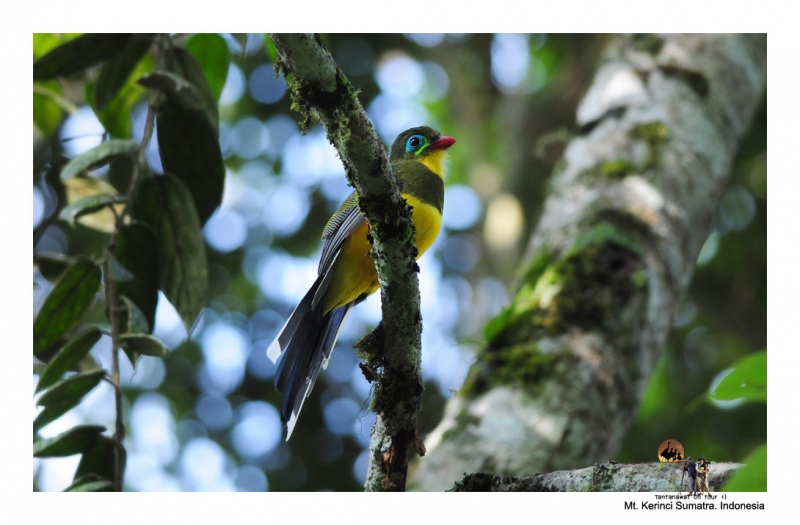 sumatran-trogon_1.jpg