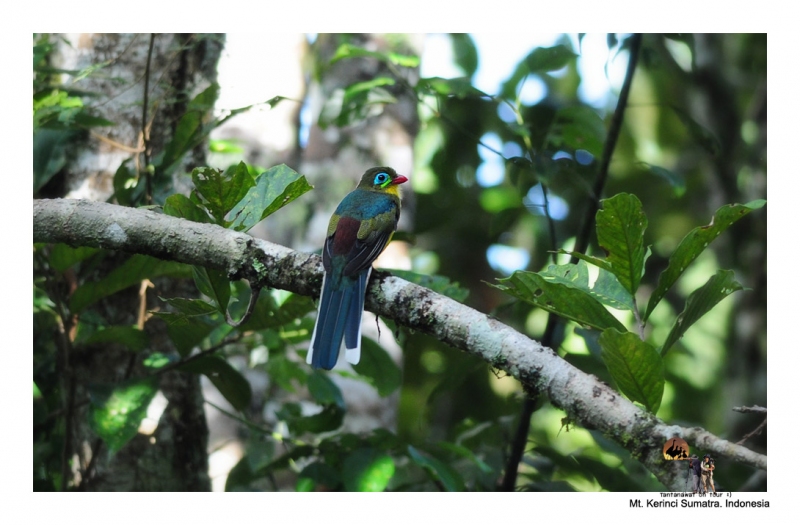 sumatran-trogon_2.jpg