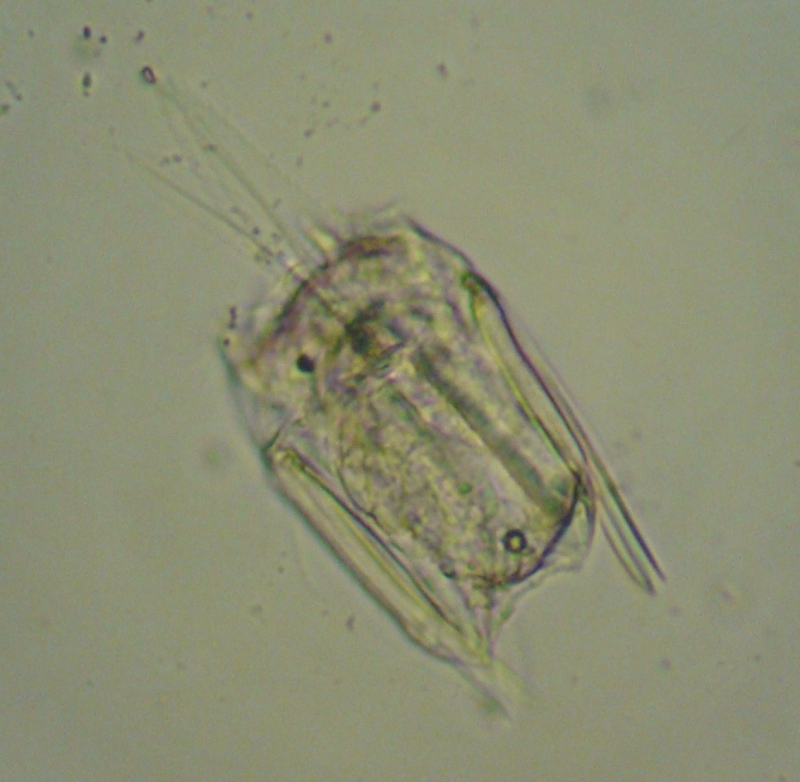 Polyarthra sp.