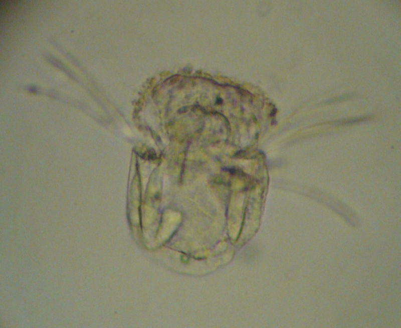 Polyarthra sp. 