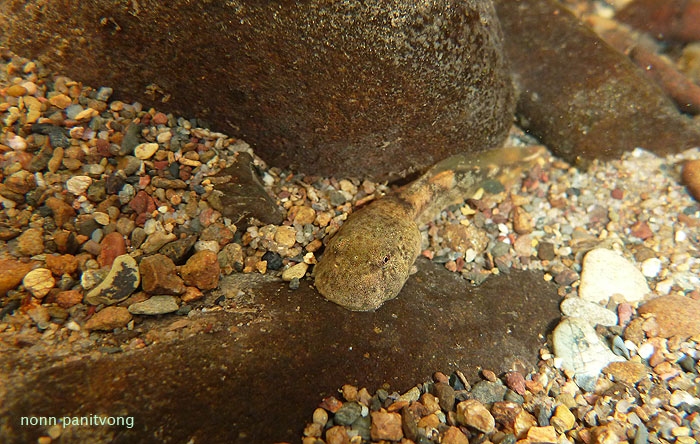 tadpole1.jpg