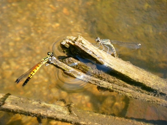 แมลงปอเข็มธาราลายเส้น Libellago lineata ผู้ เมีย กำลังวางไข่