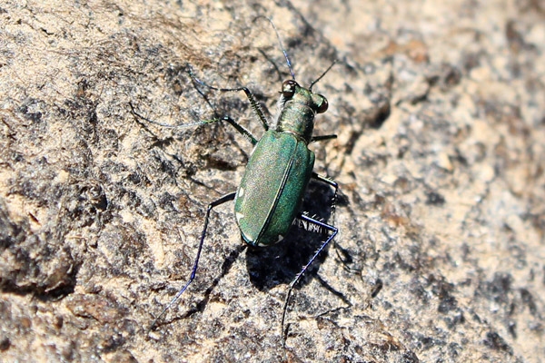 tiger-beetle-2.jpg