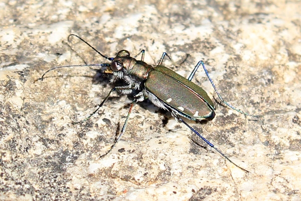 tiger-beetle-3.jpg