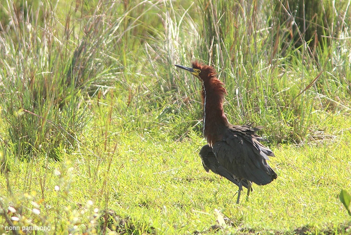 Rufescent Tiger Heron (Tigrisoma lineatum) 