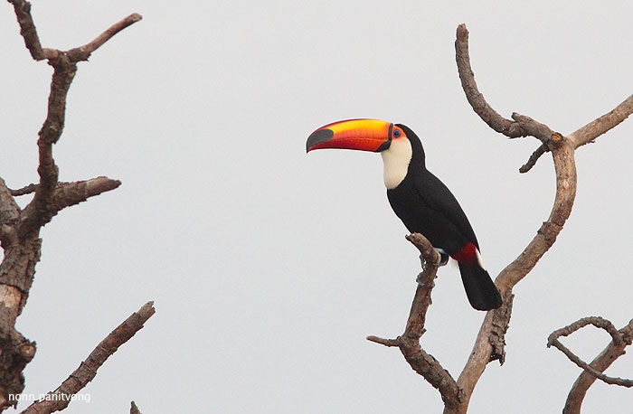 Toco toucan