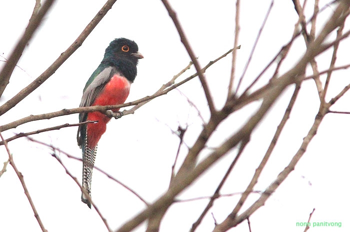 ฺBlue-crowned Trogon (Trogon curucui) 