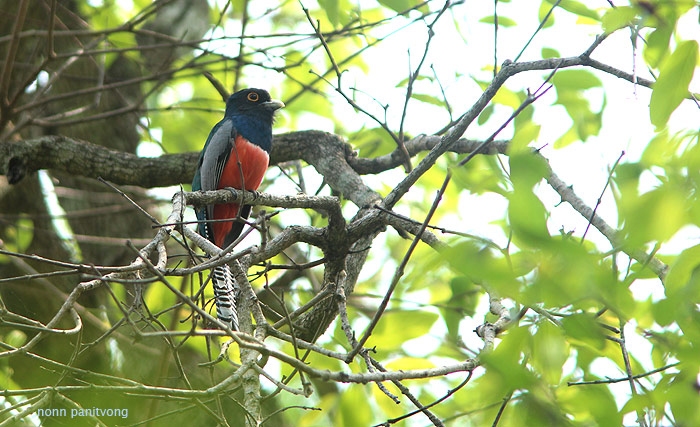 trogon1.jpg