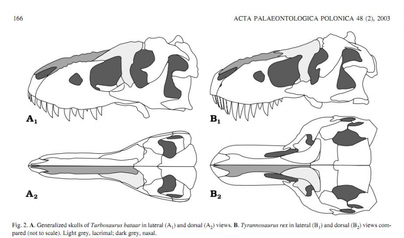 Left: Tarbosaurus, right: Tyrannosaurus
