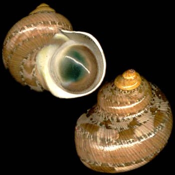 หอยตาวัวน้ำลึก Turbo petholatus