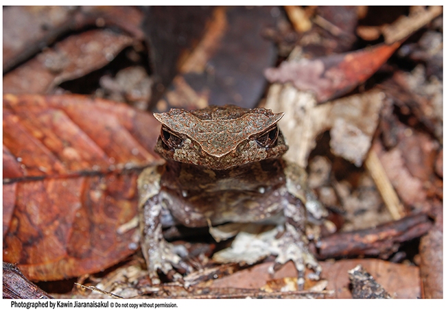 Xenophrys aceras