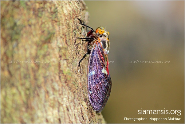 จักจั่น Balinta tenebricosa