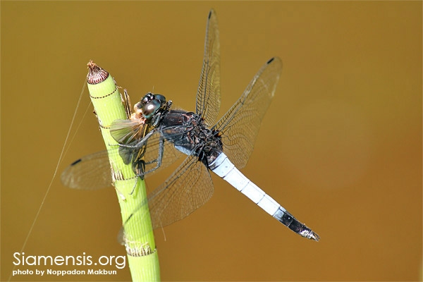 แมลงปอบ้านเสือสามเหลี่ยม Orthetrum triangulare