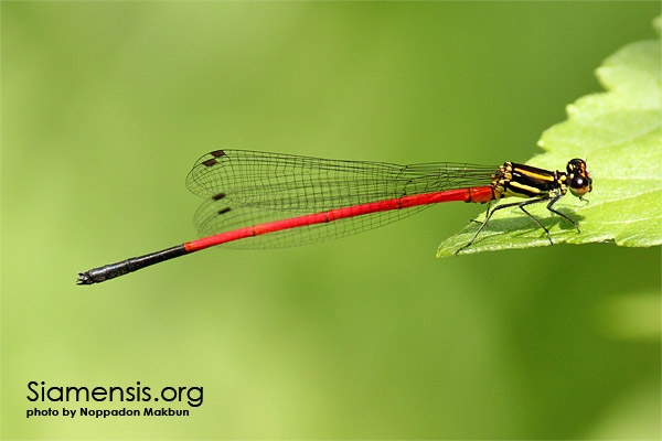 แมลงปอเข็มหญ้าปลายดำ Calicnemia erythromelas