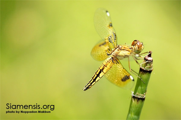 แมลงปอบ้านปานปีกทอง Palpopleura sexmaculata