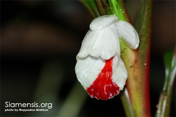 Boesenbergia sp.