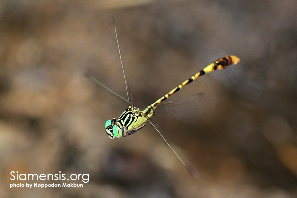 แมลงปอเสือหางเหลืองตังเกี๋ย Phaenandrogomphus tokinicus