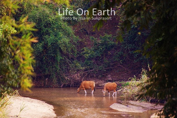 วัวแดง ลงกินน้ำในลำห้วยใหญ่กลางป่าอนุรักษ์แห่งหนึ่ง