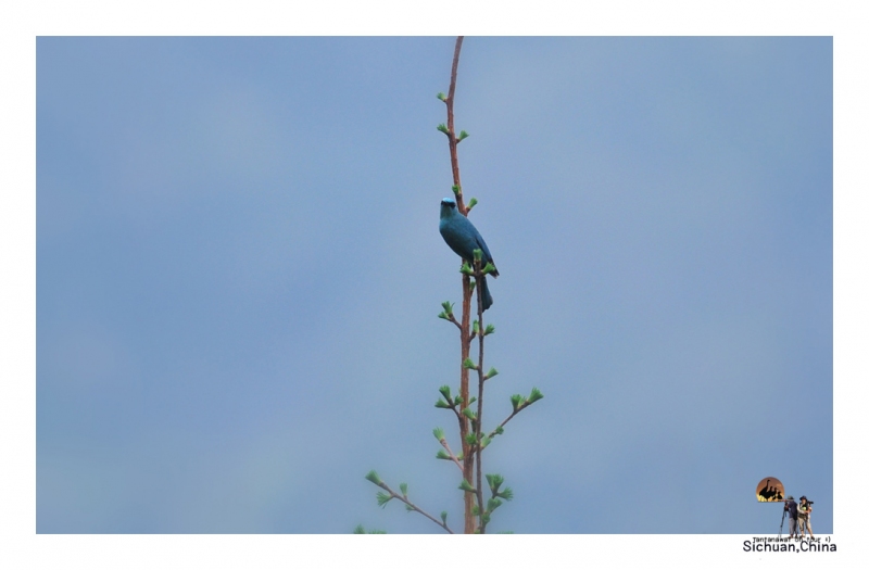 verditer-flycatcher.jpg