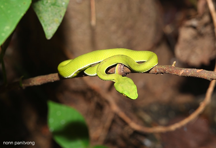 ตัวนี้สีพิเศษตองอ่อน น่ารักดี