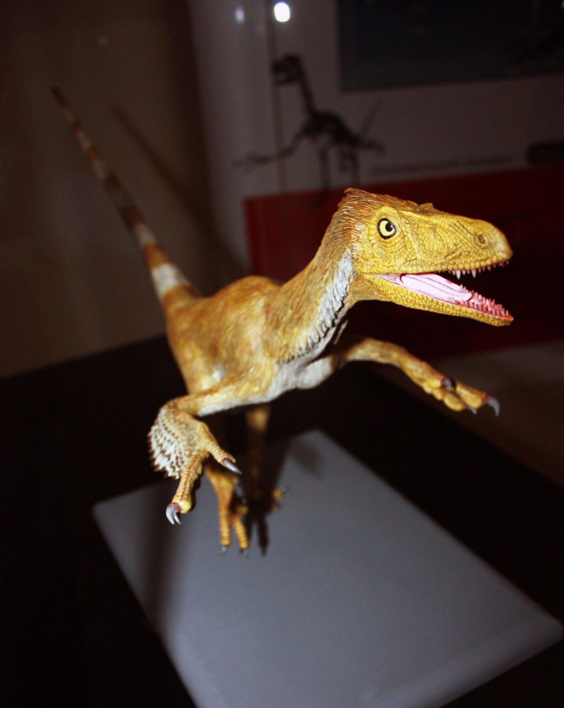 Fukuiraptor จาก Fukui Dinosaur Museum Japan