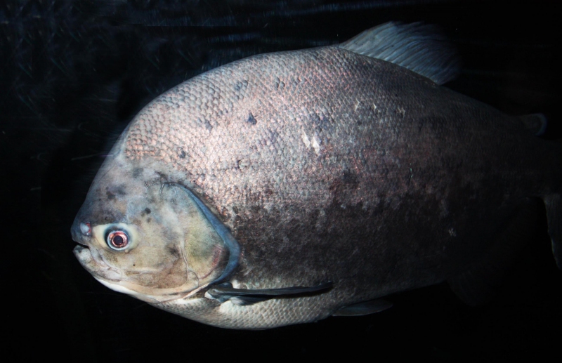 Black Pacu