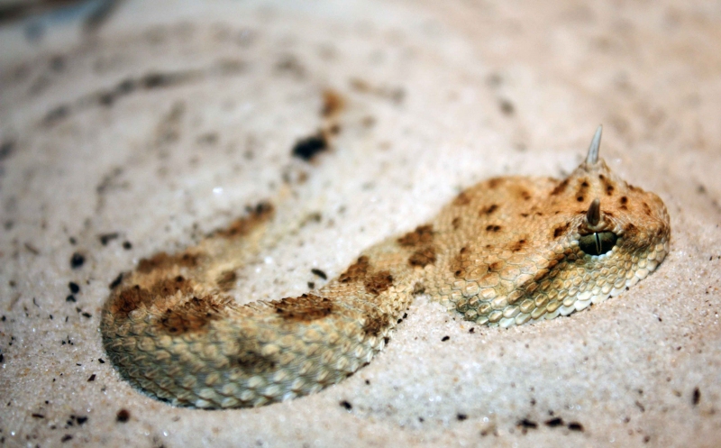 Horned desert viper