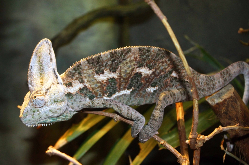 Yemen cameleon